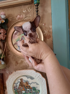 Chihuahua mini lapsed (4 kuud) (3 foto / 9)