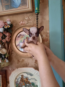 Chihuahua mini lapsed (4 kuud) (4 foto / 9)