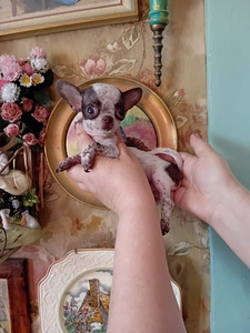 Imeline väike chihuahua (4 kuud) (2 foto / 8)