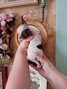 Imeline väike chihuahua (4 kuud) (7 foto / 8)