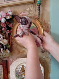 Imeline väike chihuahua (4 kuud) (8 foto / 8)
