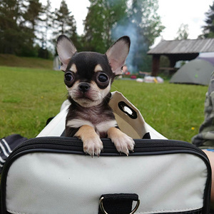 Chihuahua pois mini 3asta (3 foto / 3)