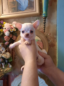 Ilusad chihuahua beebid (2 foto / 5)