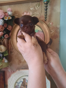 Ilusad chihuahua beebid (4 foto / 5)