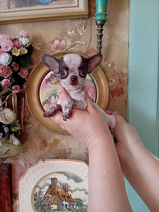 Ilusad chihuahua beebid (1 foto / 5)