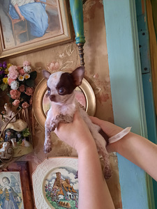 Imeline chihuahua poiss (100% mini) (6 foto / 7)