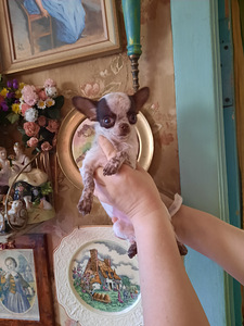 Imeline chihuahua poiss (100% mini) (2 foto / 7)