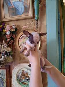 Imeline chihuahua poiss (100% mini) (7 foto / 7)