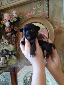 Vahvad väikesed chihuahuad (3 foto / 10)