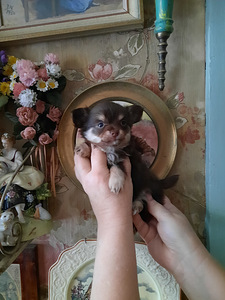 Vahvad väikesed chihuahuad (2 foto / 10)