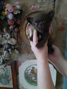 Vahvad väikesed chihuahuad (4 foto / 10)
