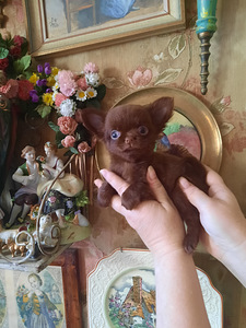 Imelised chihuahua beebid (2 foto / 10)