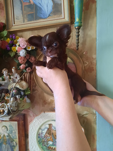 Imelised chihuahua beebid (4 foto / 10)