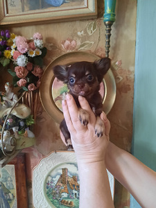 Imelised chihuahua beebid (6 foto / 10)