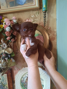 Imelised chihuahua beebid (8 foto / 10)