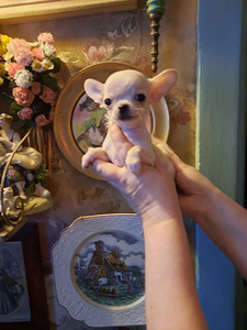 Ilusad väikesed chihuahuad. (1 foto / 9)