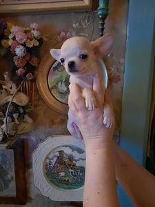 Ilusad chihuahua beebid (1 foto / 4)