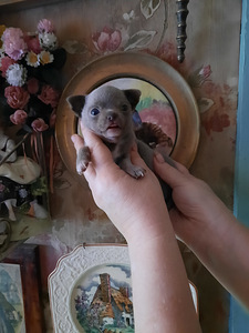 Imeline chihuahua beebi (4 foto / 6)