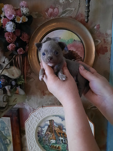 Imeline chihuahua beebi (5 foto / 6)