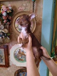 Ilus chihuahua poiss (3 foto / 3)