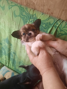 Ilusad chihuahua beebid (5 foto / 10)