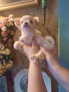 Ilusad chihuahua beebid (10 foto / 10)