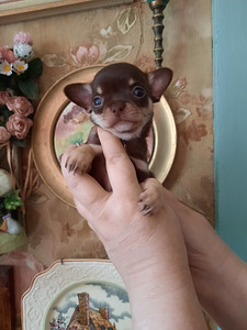 Ilusad väikesed chihuahuad. (4 foto / 7)