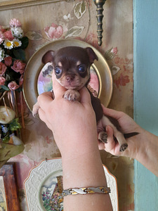 Ilusad väikesed chihuahuad. (7 foto / 7)
