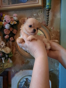 Ilusad chihuahua kutsikad (2 foto / 5)