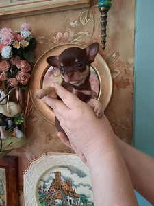 Ilusad chihuahua kutsikad (4 foto / 5)