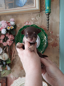 Ilusad chihuahua kutsikad (5 foto / 5)
