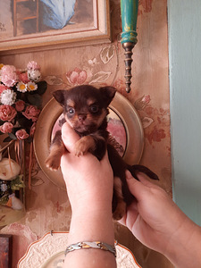Chihuahua kutsikad (2 foto / 9)