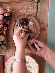 Chihuahua kutsikad (5 foto / 9)