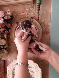Chihuahua kutsikad (8 foto / 9)