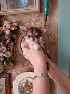 Imelised chihuahua kutsikad (3 foto / 6)