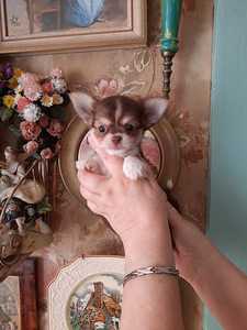 Imelised chihuahua kutsikad (5 foto / 6)