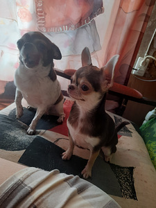 Imeline väike chihuahua (2 foto / 3)