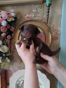 Ilus chihuahua tüdruk - tume šokolaad (2 foto / 3)