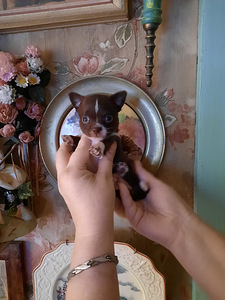 Võluv chihuahua kutsikas (miniatuur) (1 foto / 5)