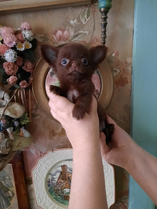 Chihuahua kutsikad (1 foto / 10)