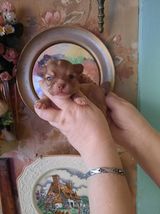 Chihuahua kutsikad (6 foto / 10)