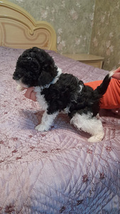Kääbuspuudel, kes ootab oma minia (2 foto / 2)