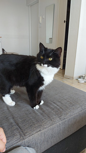 Annan oma 1,5 aastase kassi headesse kätesse (3 foto / 5)
