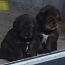 Продам щенков Тибетского мастиф (фото #1)