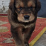 Продам щенков Тибетского мастиф (фото #4)