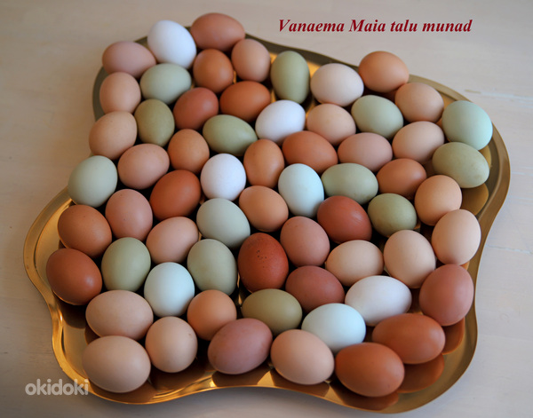 Хуторские ЭКО яйца (фото #1)