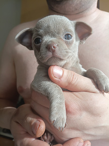 Lilla värvi chihuahua poiss (2 foto / 3)