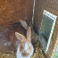 Кролики (фото #3)