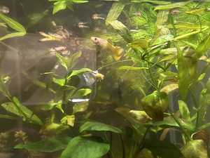 Noored akvaariumikalad Guppy (3 foto / 4)