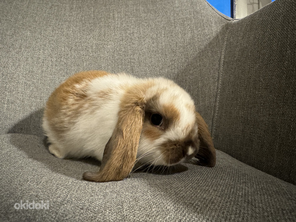 Породистый карликовый баран кролик (фото #5)